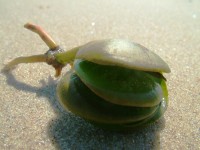 /album/nesian-photography/nesian-picture-13-copy-jpg/